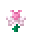 Pink Daffodil