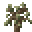 Ebony Sapling