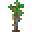 Eucalyptus Sapling