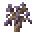 Jacaranda Sapling