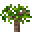 Mahogany Sapling
