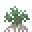 Mangrove Sapling