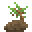 Palm Sapling