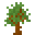 Redwood Sapling