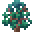 Sacred Oak Sapling