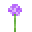 Allium