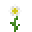 Oxeye Daisy