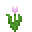 Pink Tulip