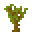 Acacia Sapling