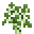 Birch Sapling