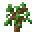 Oak Sapling